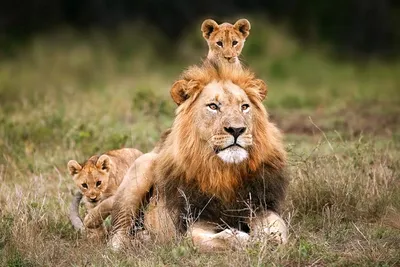 Лев львица и три львенка - красивые фото