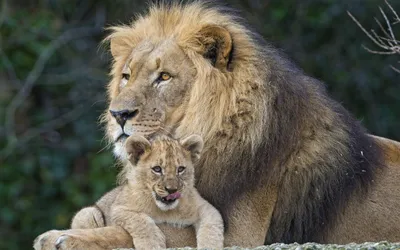 Отец-лев стоит со своим крошечным котенком на скале в Национальном парке  Серенгети. / Король Лев (The Lion King) :: живность :: животные :: львёнок  :: Лев :: фото :: art (арт) /