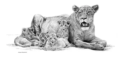 Львы загрызли львицу в приморском парке «Белый лев» - 12 октября 2023 -  ВЛАДИВОСТОК1.ру