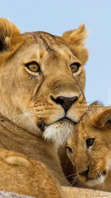 Лучшие фото кошек 2021: львята из Лейпцига, леопард в отеле и гепард,  которого спасли в Сомали