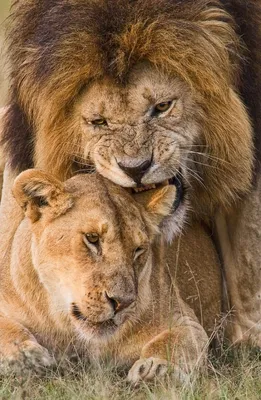Лев львица и Львенок - красивые фото
