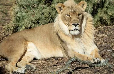 Львица в американском зоопарке обзавелась гривой и стала похожа на льва |  TravelAsk | Дзен