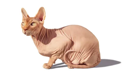 лысая кошка сфинкс фото: 10 тыс изображений найдено в Яндекс.Картинках |  Смешные фото кошек, Детеныши животных, Кошки и котята