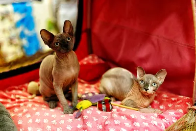 Лысых страшных кошек - картинки и фото koshka.top