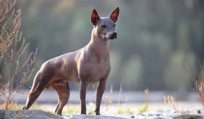 Лысый и деформированный пес стал самой страшной собакой в мире — ТСН,  новости 1+1 — Курьезы