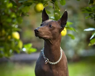 Лысая страшная собака - красивые фото