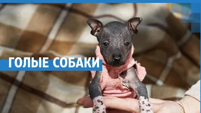 Топовая тройка лысых собак | Pets2.me | Дзен