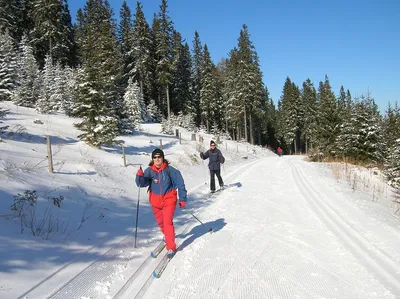 Зима, лес и лыжи