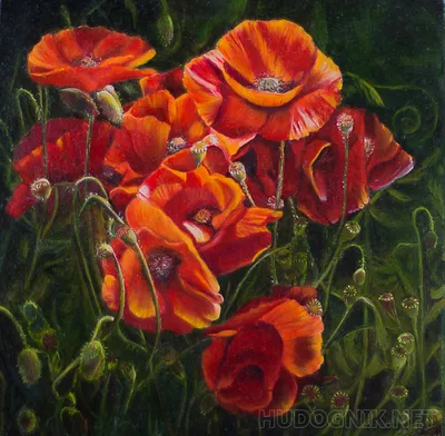 Poppies. Маки. PNG. | Маки, Цветочное искусство, Цветы