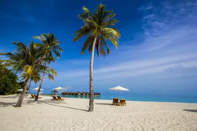 Мальдивы: лицензируемые стоковые фотографии без лицензионных платежей  (роялти) в количестве более 293 231 | Shutterstock