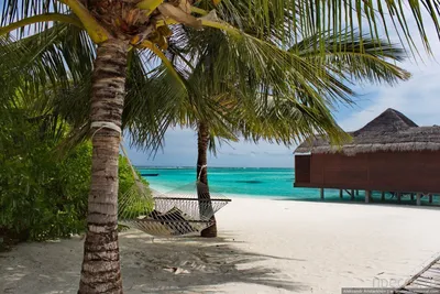 Райские пляжи с белым песком: всё об отдыхе на Мальдивах
