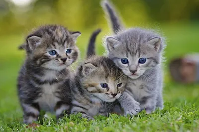 три маленьких котят стоковое фото. изображение насчитывающей коты -  235797304