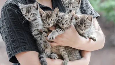 Зов о помощи: маленькие котята ищут свой дом! - KP.RU