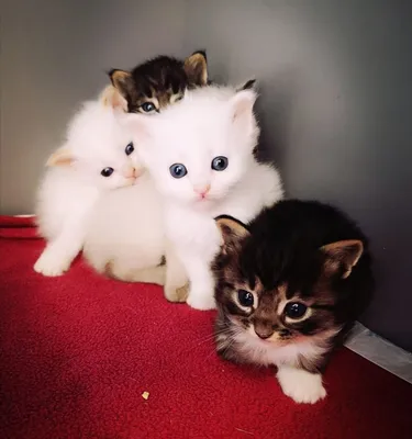 Восемь маленьких котят в новый дом попасть хотят. Москва, Митино. | Пикабу