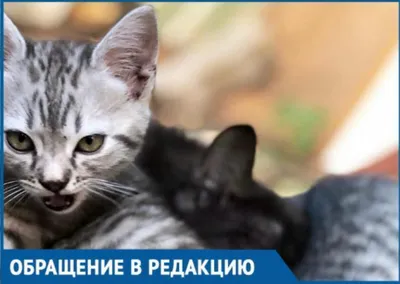 ФОТО: В Локса неизвестный выкинул в лесу пятерых маленьких котят - Delfi RUS