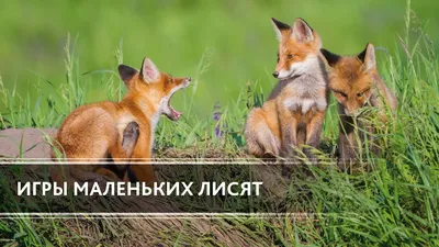 Милое видео: мини-лисят обнаружили в лесу Новосибирской области - Новости  Новосибирска - om1.ru