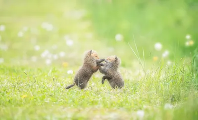 Маленькие лисы. Фотограф Десислава Тодорова