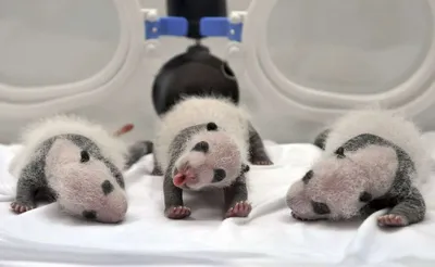 Маленькие панды-близнецы в немецком зоопарке – DW – 27.08.2019