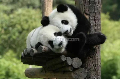 Самые смешные падения маленьких панд (видео) - Животное панда:  энциклопедия, все про панду!