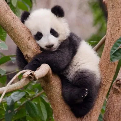 Маленькие панды - как можно быть такими милыми? | Хочу панду | Дзен