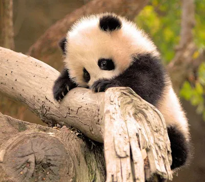 Большая панда, пять маленьких панд, …» — создано в Шедевруме