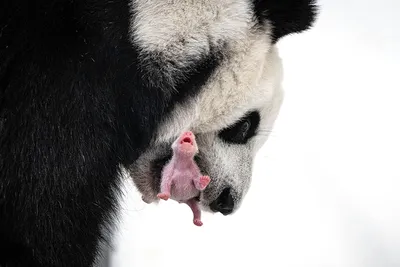 Имена для маленьких панд, родившихся в 2017 году в Китае, выбирают всем  миром