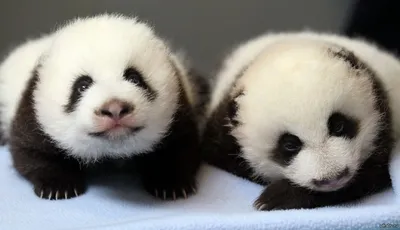 Берлинский зоопарк впервые показал маленьких панд-близнецов.