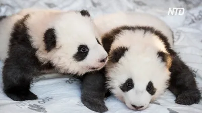 В Китае существует детский сад для панд, и он очарователен: 15+ фото