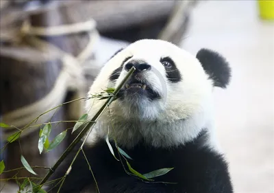 20 маленьких панд представили в Китае
