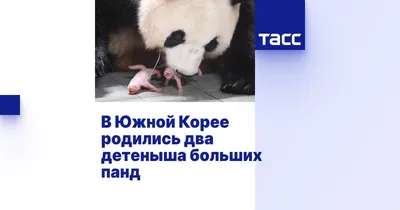 Панда в Москве родила детёныша: что известно — Секрет фирмы