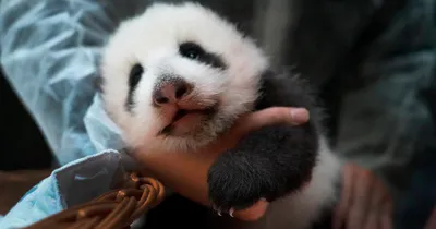 В Китае показали маленьких панд, родившихся в этом году | Inbusiness.kz