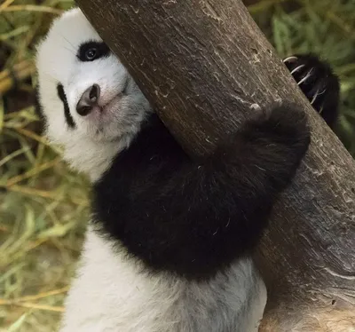 Как выращивают панд в провинции Сычуань: 23 апреля 2014, 14:44 - новости на  Tengrinews.kz