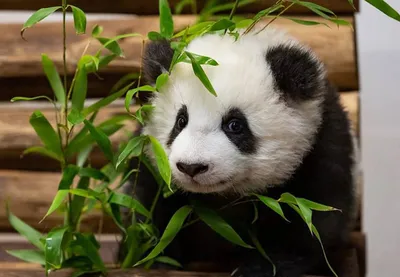 Пушистый дебют: в Китае публике одновременно показали 11 маленьких панд  (видео) | УНИАН