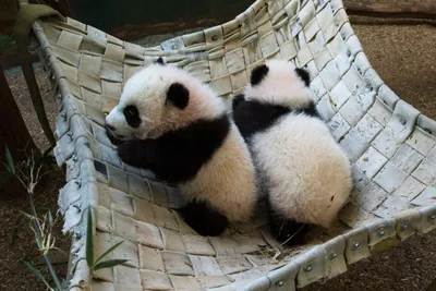 Милые пушистое маленькие панды в китае заповедника гигантской панды Wolong  дерева Стоковое Изображение - изображение насчитывающей природа, лизать:  192362377