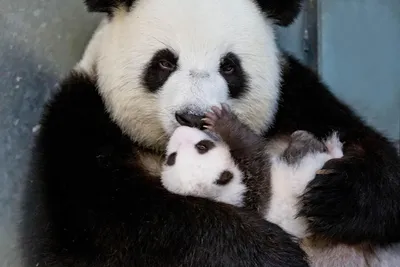 Очаровательное видео о том, как будят маленьких панд