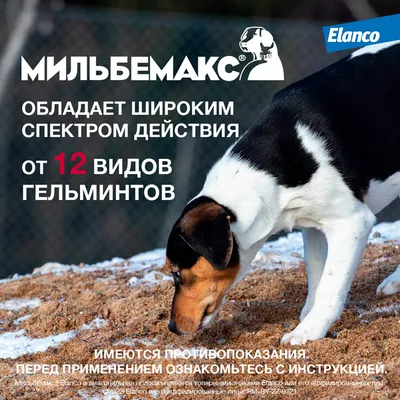Новорожденных щенков выбросили из окна многоэтажки в Усть-Илимске - 9  ноября 2023 - ircity.ru