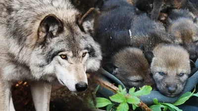 Старый волк нашел в лесу МАЛЕНЬКИХ ВОЛЧАТ. Они были слабы, а их мать  пропала - YouTube