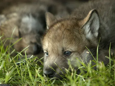 Администрация города Сочи - В вольерном комплексе Сочи впервые родились  волчата
