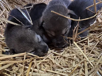 Маленькие волчата появились в зоопарке в Витебске. Трогательное видео |  Народные новости Витебска