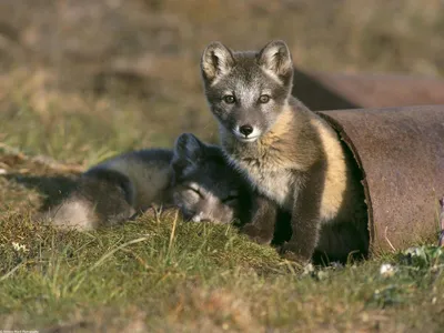 Двое маленьких волчат. Обои с животными, картинки, фото 800x600