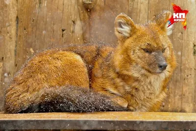 В пермском зоопарке родились красные волчата - KP.RU