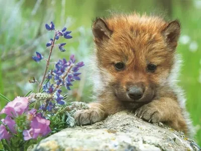 Маленьких волчат - красивые фото