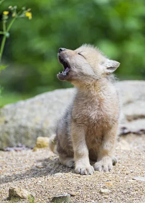 Волчонок животного маленького (39 фото) - красивые фото и картинки  pofoto.club
