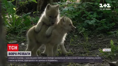 В бельгийском парке дикой природы сняли развлечения малых волчат (видео) —  УНИАН