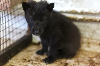 Бэби-бум в тюменском зоопарке: как выглядят новорожденные волчата и другие  малыши - 3 июня 2017 - 72.ру