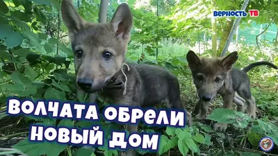 Волчата обрели новый дом | Wolf cubs found a new house/Помощь Животным -  YouTube