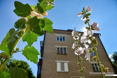 Цветы Мальвы белой оптом купить в Москве – Чайные Традиции