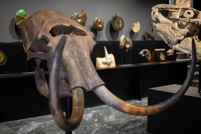 Зубы мамонта как основа палеонтологической коллекции - Красноярский краевой  краеведческий музей