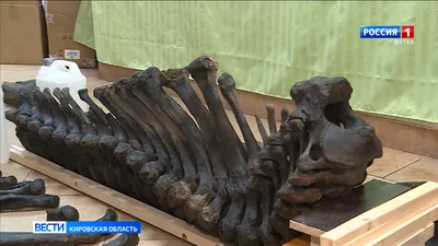 Голова мамонта жившего 18тыс. лет назад