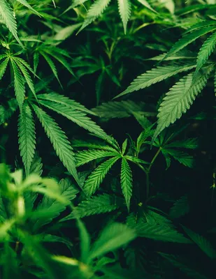 Оппозиционные депутаты предложили полностью декриминализовать марихуану в  Грузии - 05.11.2021, Sputnik Грузия